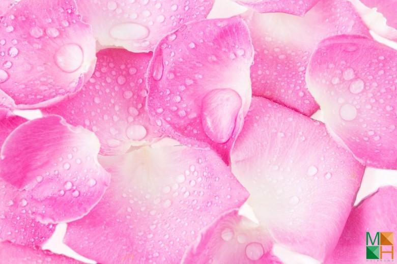 Tranh dán tường cánh hoa tại Quận Ba Đình, Hà Nội FW - 070